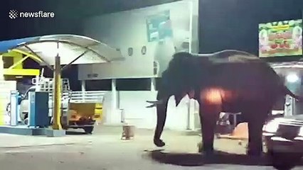 Cheeky elephant steals watermelon from shop, flees spot in southern India