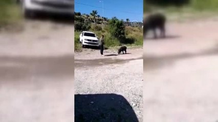 Bodrum'da bir hayvansever şehre inen yaban domuzunu ekmekle besledi