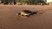 MUĞLA Tedavi edilen caretta caretta, denize salındı