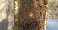 «En 20 ans, je n'avais jamais vu ça», un apiculteur stupéfait par la production de miel par ses abeilles