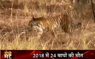 Madhya Pradesh: 'टाइगर स्टेट' में टाइगर पर मंडराया सितम, एमपी में बढ़ा बाघों की मौत का आंकड़ा