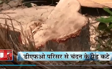 Uttarakhand: हल्द्वानी में बेखौफ चंदन तस्करों ने DFO परिसर से काटे पेड़, पुलिस की टीम को तस्करों की तलाश