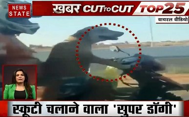 Khabar Cut To Cut: रगबी खेलने वाली व्हेल, स्कूटी चलाने वाला सुपर डॉगी, देखें देश दुनिया की खबरें