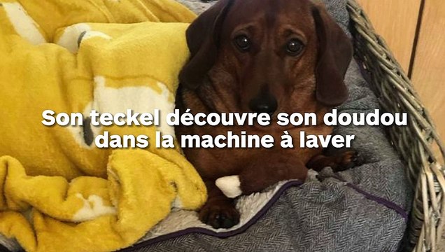 Un teckel découvre son doudou dans la machine à laver