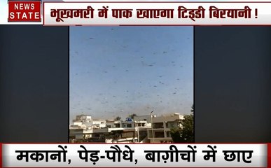 Pakistan: भुखमरी में पाक अब खाएगा टिड्डी बिरयानी !