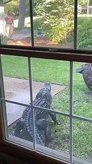 Ces américains découvrent un alligator très en colère dans le jardin