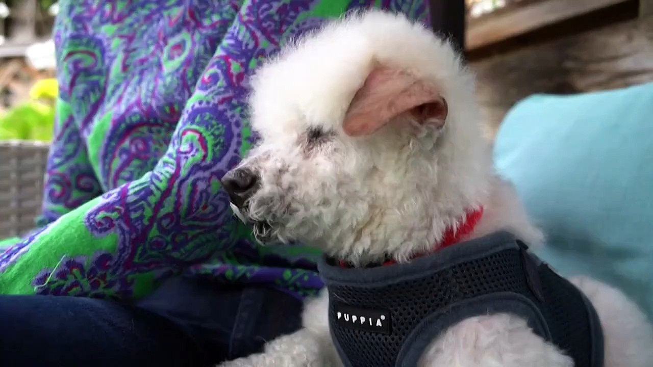 Aux États-Unis, les adoptions d’animaux de compagnie explosent