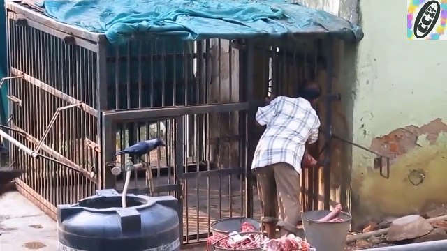 Tiger- Lion FEEDING in zoo _ खतरनाक शेर और बाघों को खाना ऐसे देते हैं _ বাঘ কে ক_HD