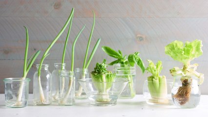 How to Grow Fruits & Vegetables from Food Scraps