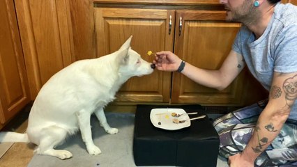 Opal, the Blind and Deaf Dog Enjoys Plate of Delicious Foods