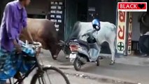 The Bull Fight on road | सांडों का युद्ध