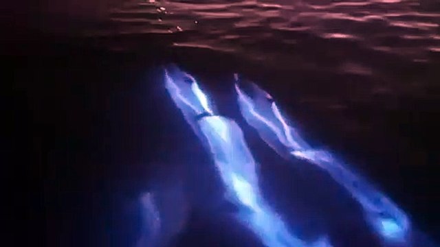 Ce groupe de dauphins phosphorescents nageant dans le noir offrent un spectacle magique