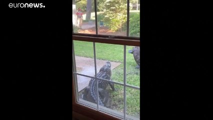 Южная Каролина: когда у вас в гостях аллигатор