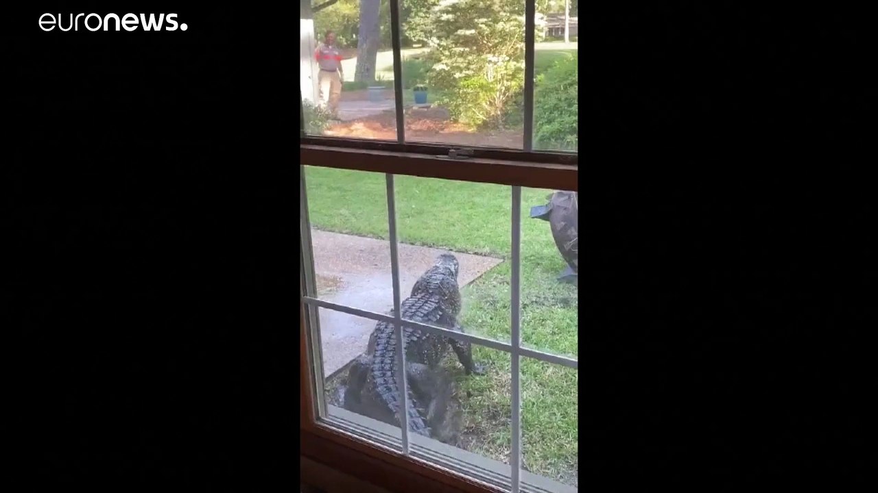 Alligator-Besuch im Garten