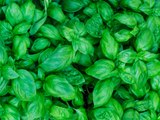 Basil Is the Easiest Thing You Can Grow Right Now