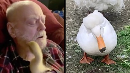 Goose Trim, Anyone? & Gertrude With The Good Hair