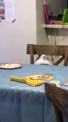 Cat Trying to Keep up with Spinning Birthday Decoration