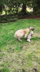 Rare Zoomies From A Retired Greyhound