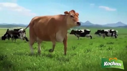 Kars, Ardahan, Göle Kaşarı