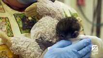 Zoo Staff Cares For Baby Monkey With Fractured Skull