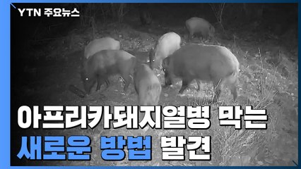 '아프리카돼지열병 막는다'...멧돼지 유인 개체 수 조절 / YTN
