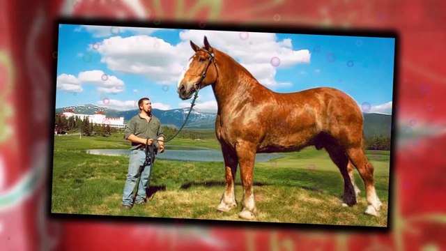 Top 5 Tallest Domesticated Animals in the World