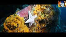 Fantastic views of sea creatures and their habitats||সমূদ্রের গভীরের সৌন্দর্য্য