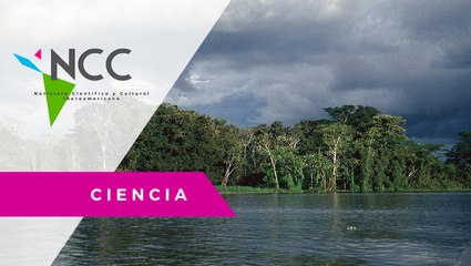 La Ama­zo­nía po­dría ser una ári­da sa­ba­na en 50 años