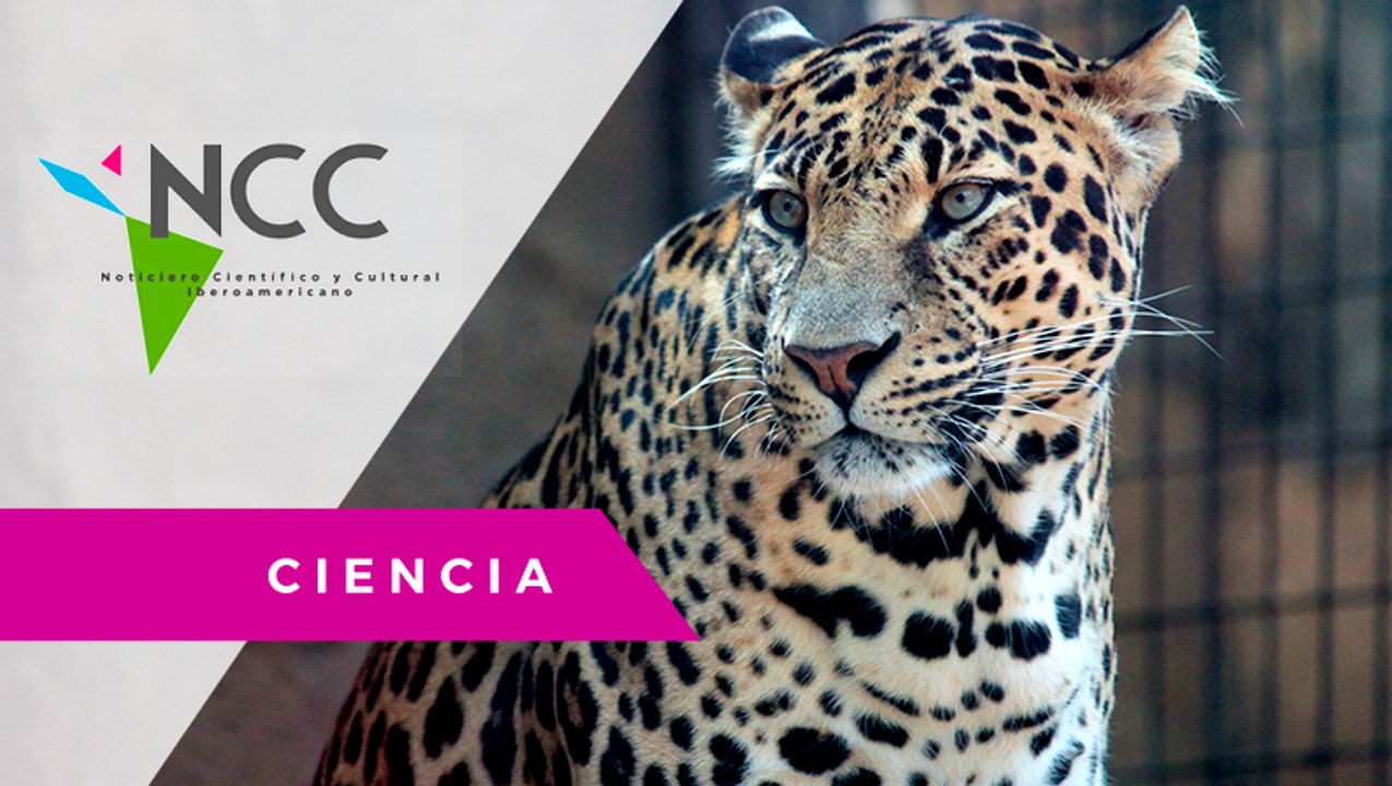 Cá­ma­ras de­tec­tan ja­guar en sel­va pe­rua­na