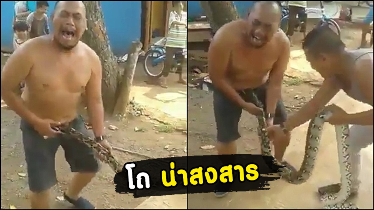 งูใหญ่ กัดหมับงูเล็กไม่ยอมปล่อย หนุ่มเจ้าของงูร้องลั่น.. สุดสงสาร !!