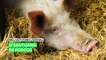 Meu ativismo animal: O santuário de porcos