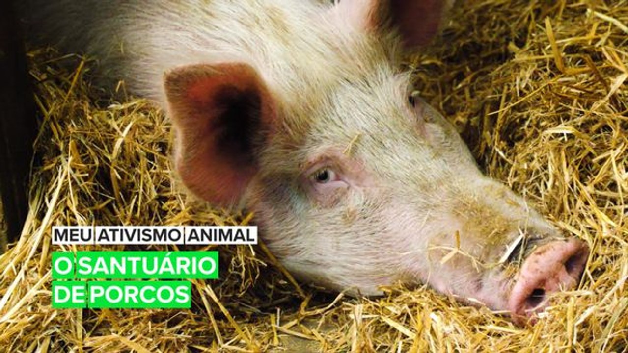 Meu ativismo animal: O santuário de porcos