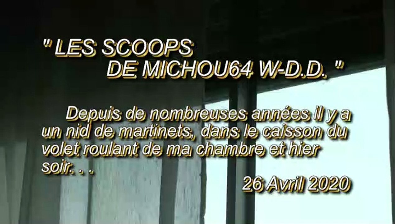 LES SCOOPS DE MICHOU64 W-D.D. - 26 AVRIL 2020 - PAU - RETOUR DES MARTINETS DANS LEUR NID DU CAISSON DU VOLET ROULANT