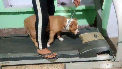 American bully exercise/Roxy exercise