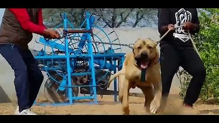 Pakistani bully /bully kutta /fact about Pakistani bully/ fact about dogs