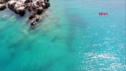 ANTALYA Akdeniz foku, Üç Adalar'da görüntülendi