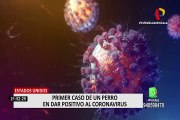 EE.UU: reportan el primer caso de coronavirus en un perro