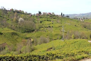 Koronavirüs tedbirleri çay üreticisini de vurdu! Ayda 7.500 TL kazanacak işçi bulamıyorlar