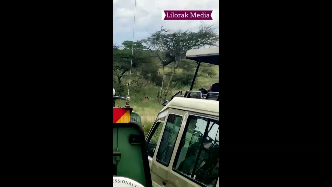 Lion climb into the tree and catching baboon