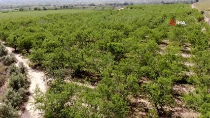 Denizli'de çağla sezonun ilk hasadı sona erdi