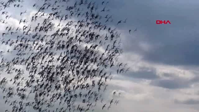 KARS Kuyucuk Kuş Cennetinde kuşların dansı