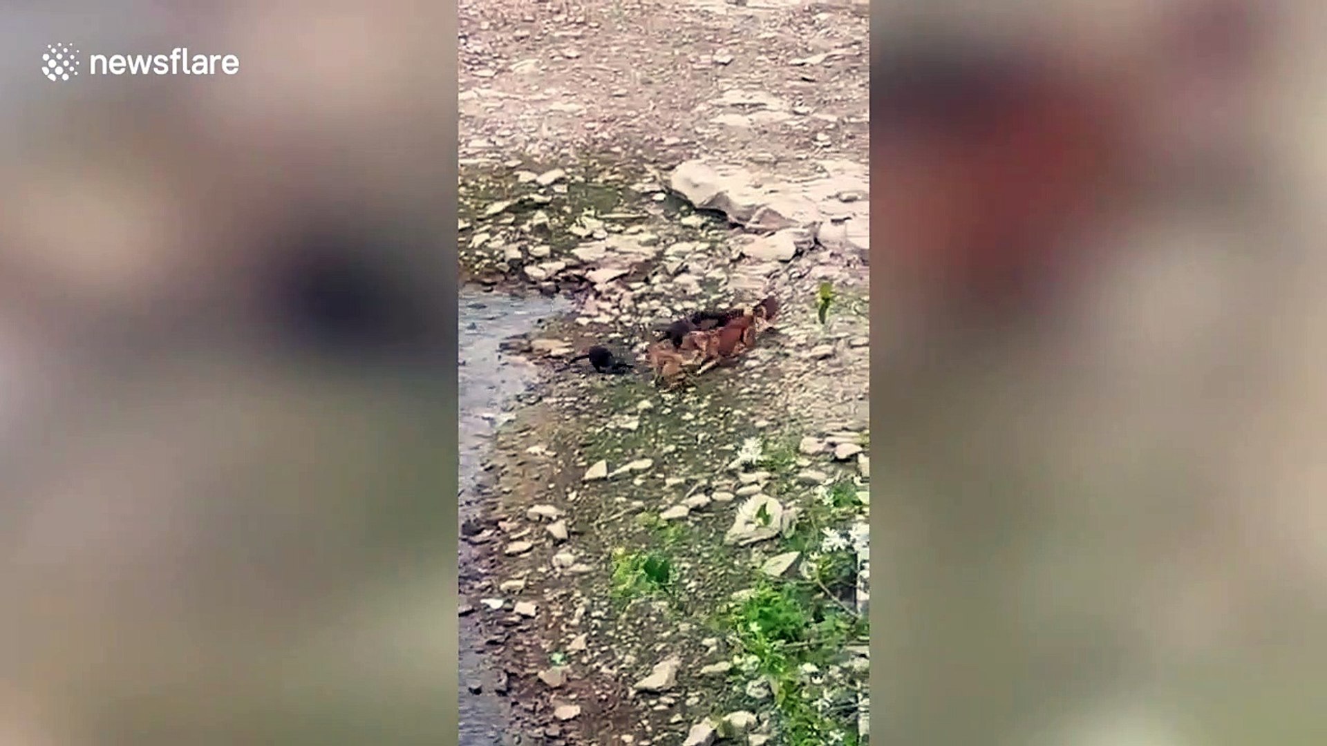 ⁣Otters and feral dogs have dramatic showdown in central India