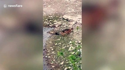 Otters and feral dogs have dramatic showdown in central India