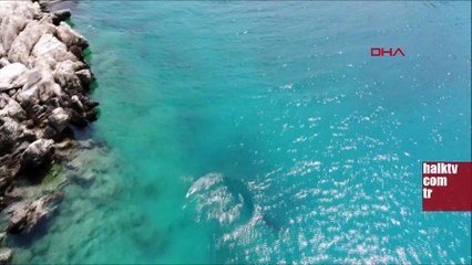 Akdeniz foku, Üç Adalar'da görüntülendi