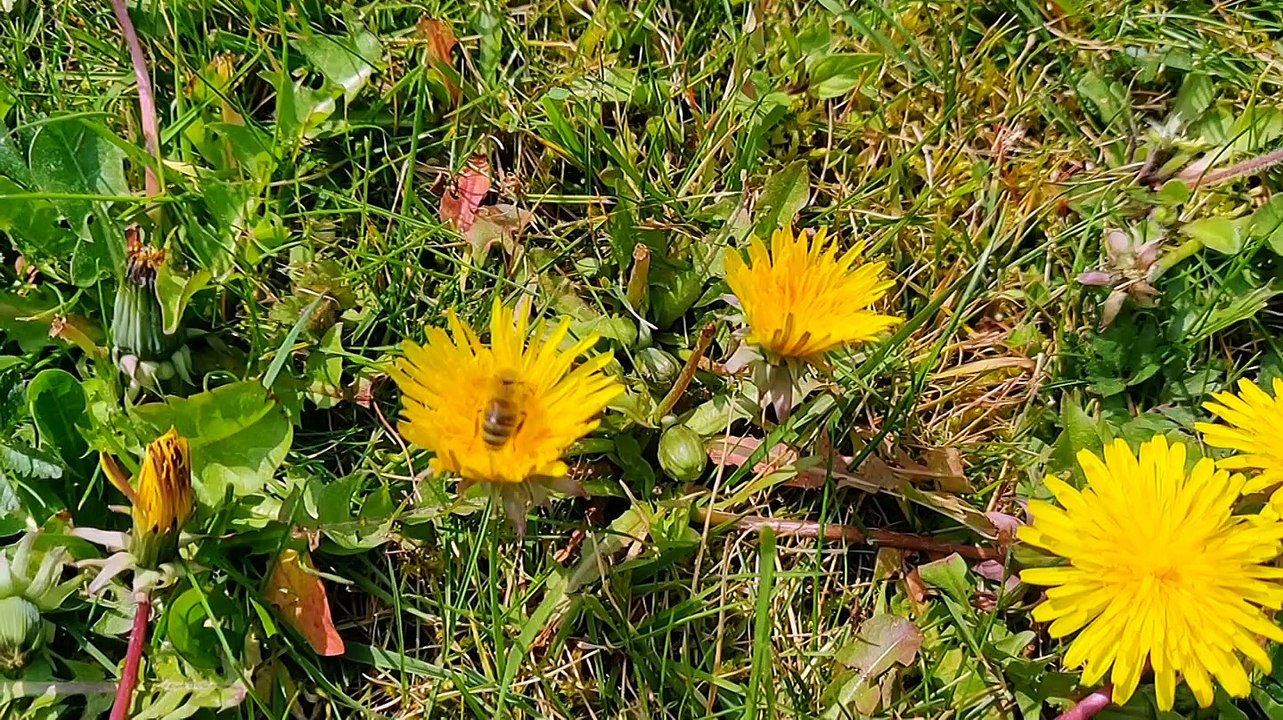 Le Printemps