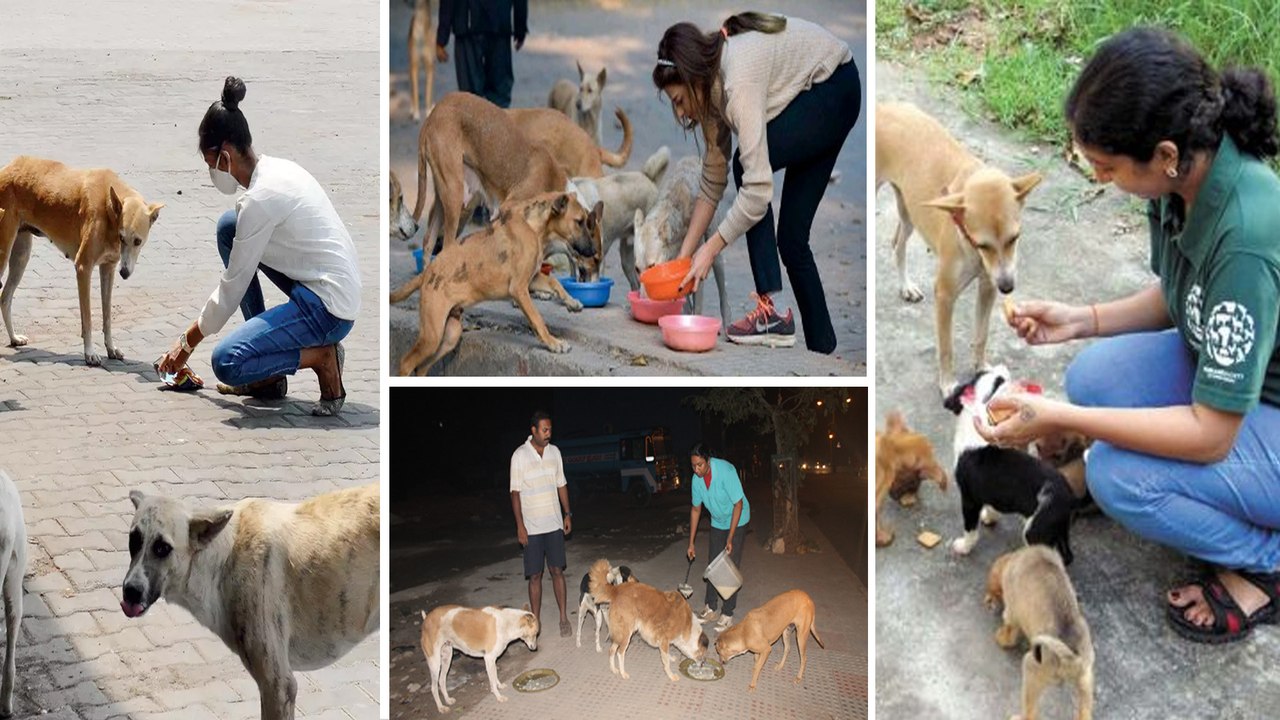 Hyderabadi Pet Lover Taking Care Of Stray Dogs Hunger Oneindia Telugu