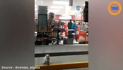 Ce chat errant conduit une femme jusqu'à son petit pêché mignon !