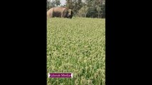 When an Elephant enters in to a village of Tamil Nadu, India