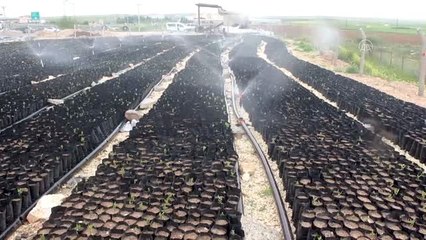 Suruç Ovası'nda fıstık üretimi yaygınlaştırılacak - ŞANLIURFA