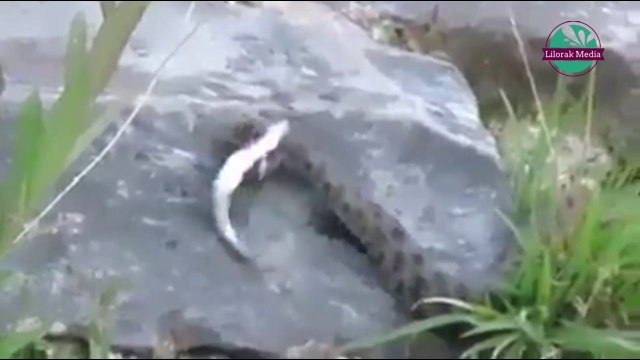 Beautiful scene of Snake hunting fish from water falls at Athirappilly, Kerala, India